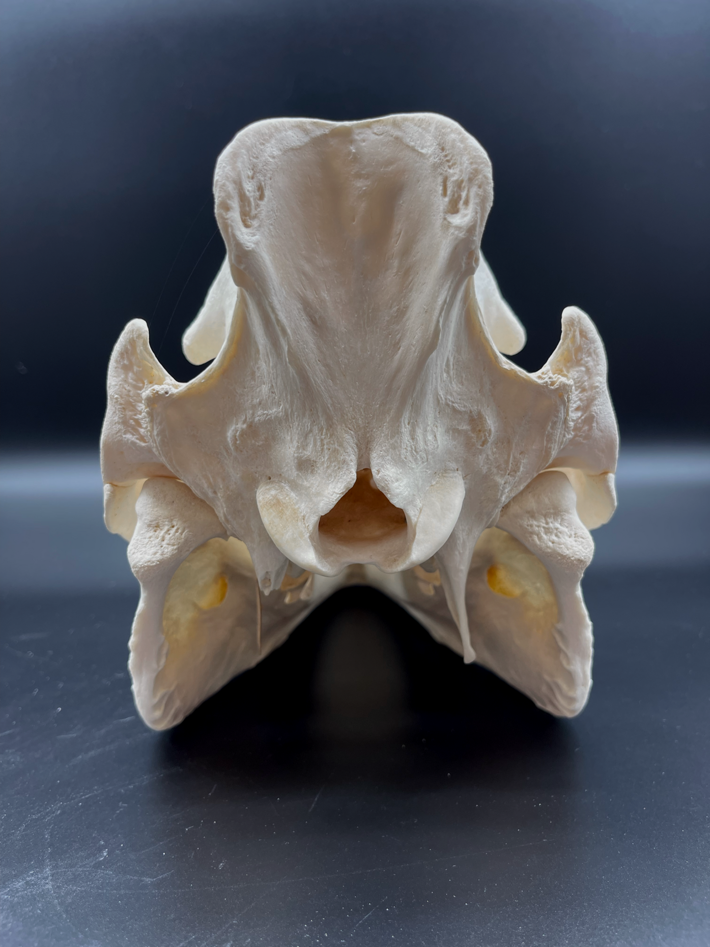 Pathological Geriatric Sow