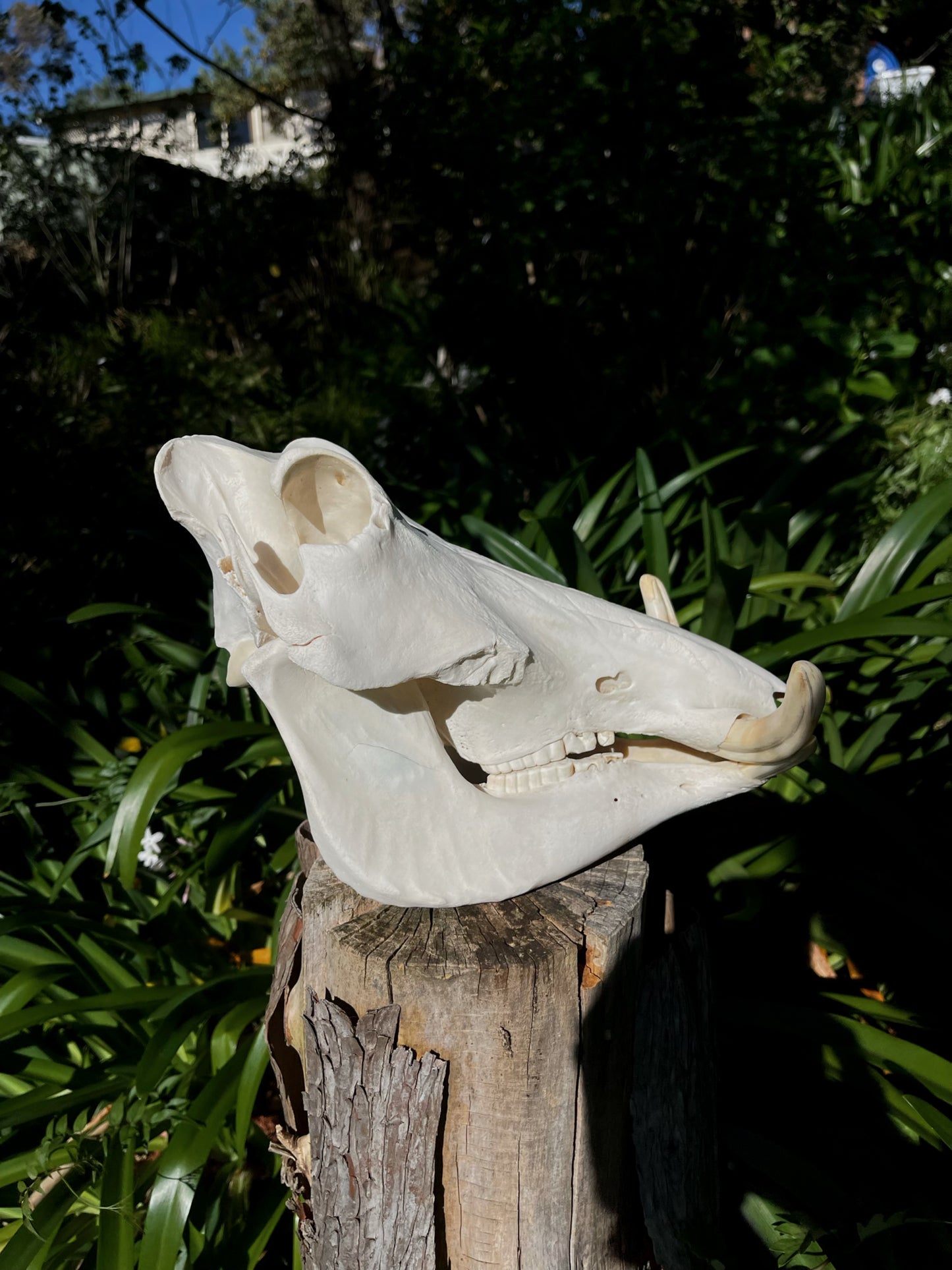 Warthog Skull (AFRICA)