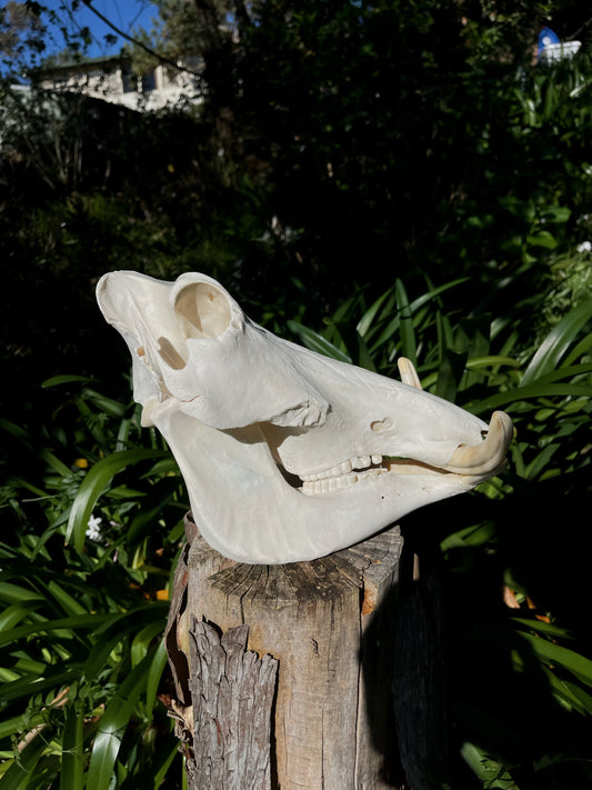 A Grade Warthog Skull (AFRICA)