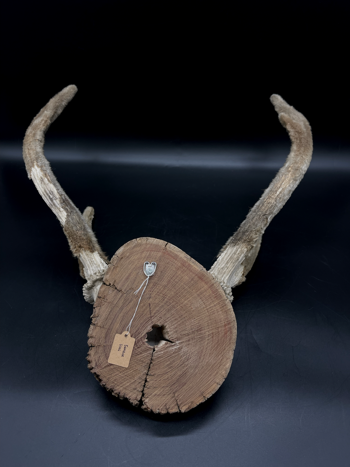Craft Grade Sambar velvet Antlers mounted on Red Gum