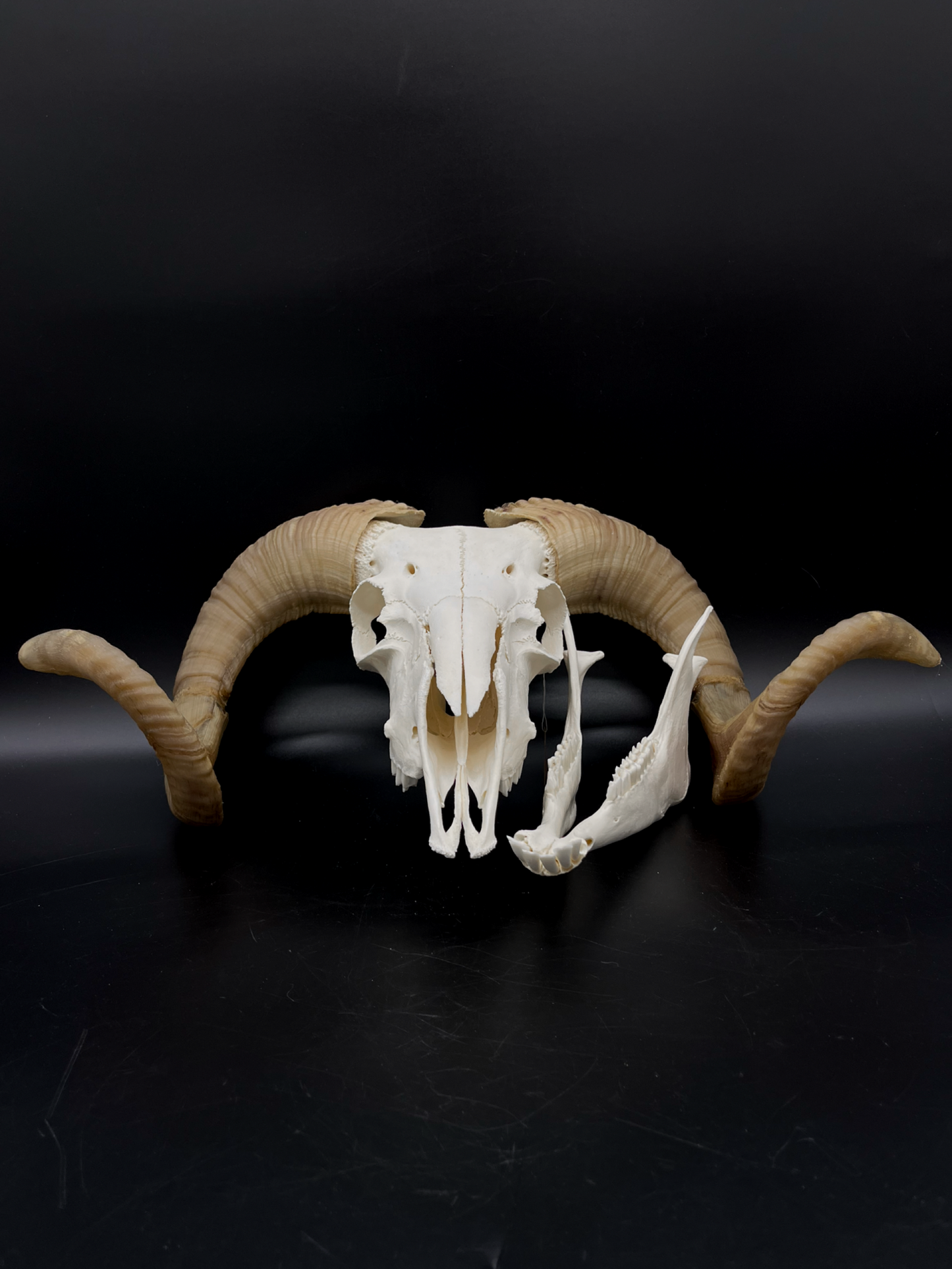 B Grade Merino Ram skull with Mandibles