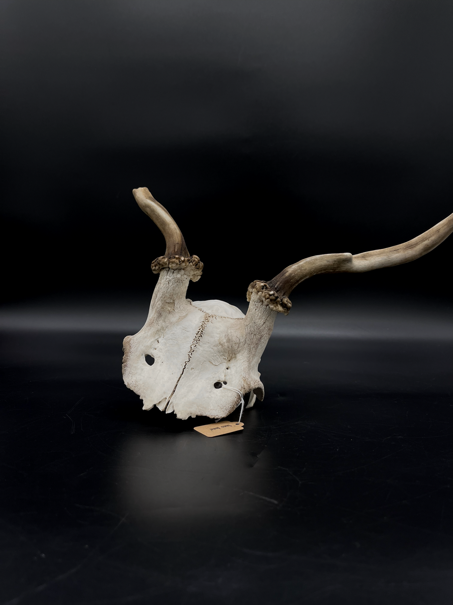Craft Grade Fallow Spiker Skull Cap