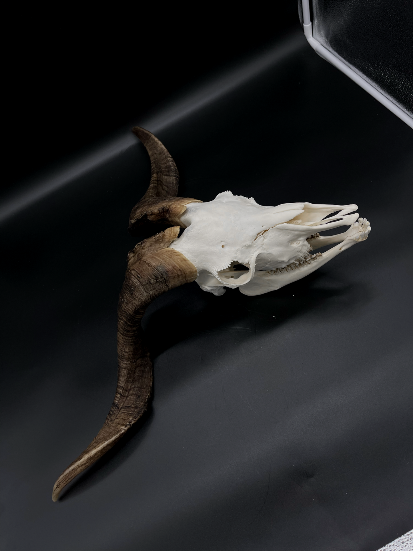 A+ Grade Rangeland Billy Skull with Mandibles