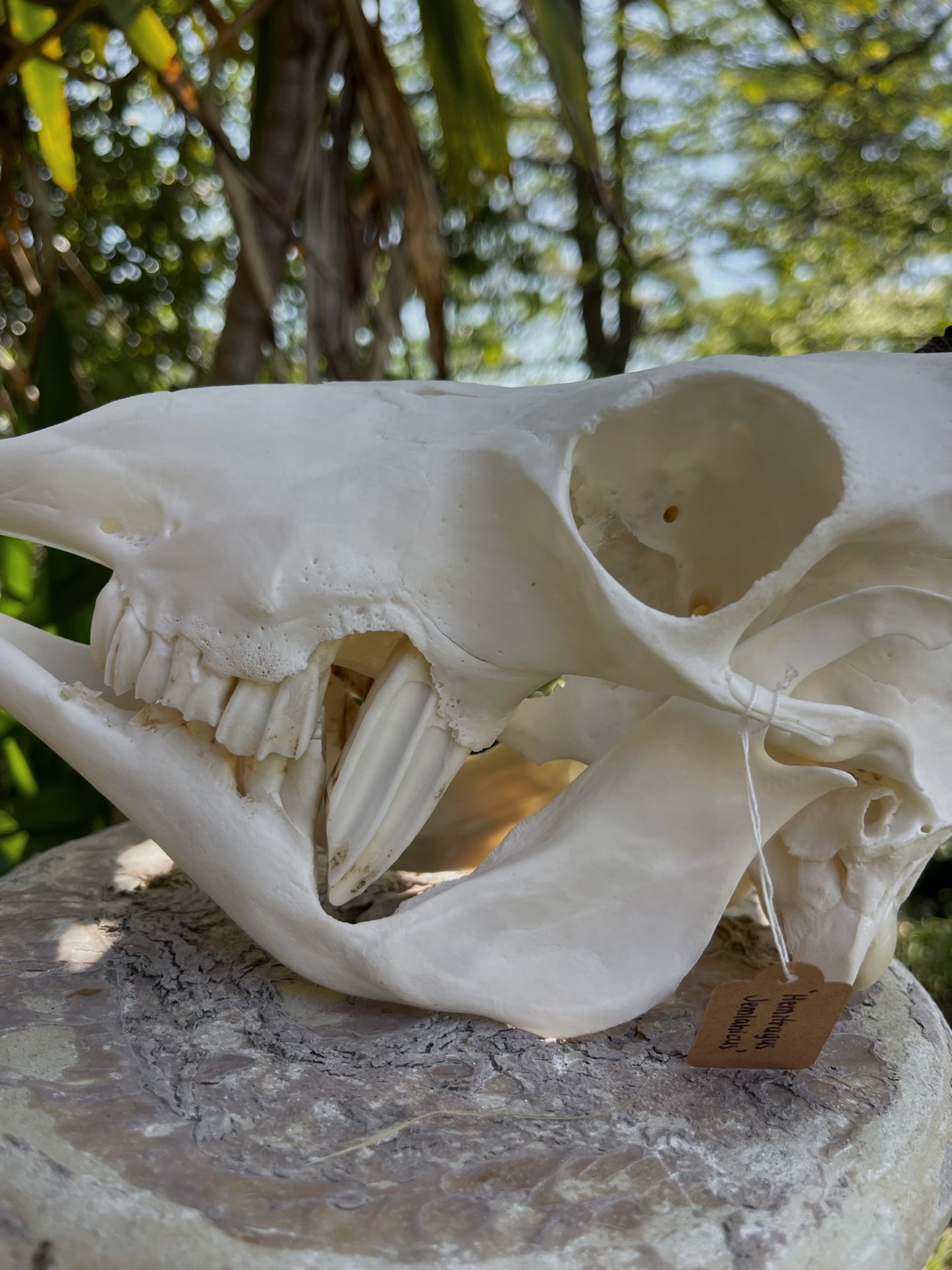 Pathological Himalayan Tahr Nanny (NZ)