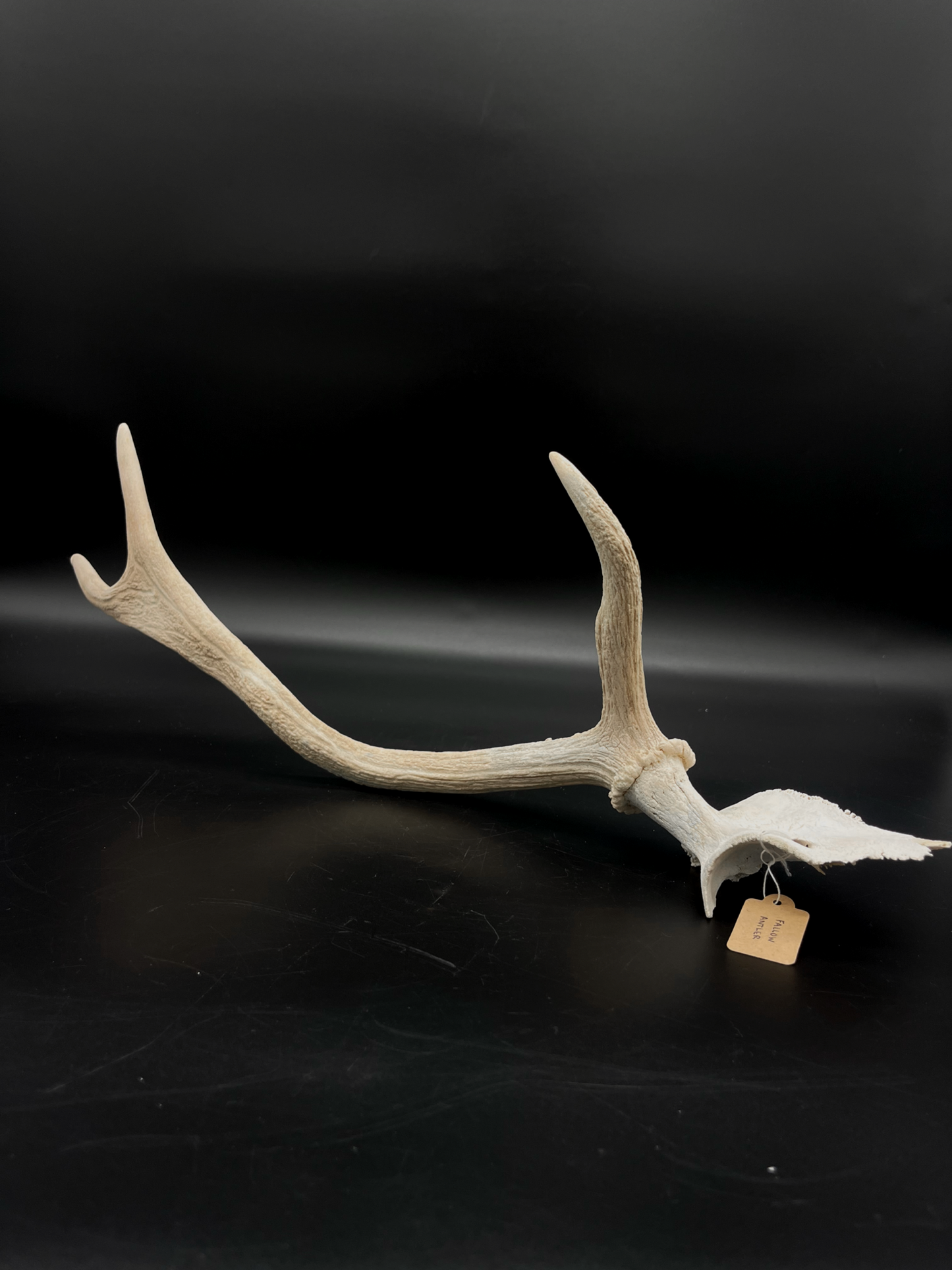 Craft Grade Fallow Antler with Partial Skull