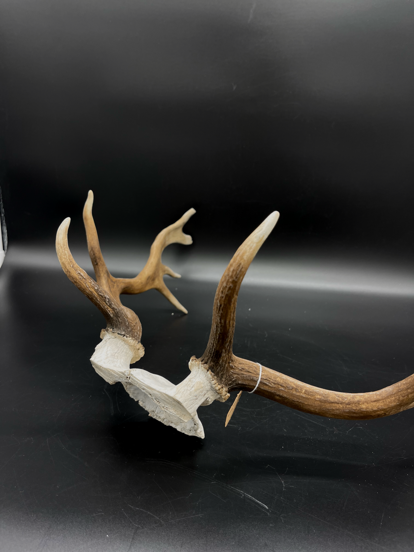 Craft Grade Fallow Buck Skull Cap