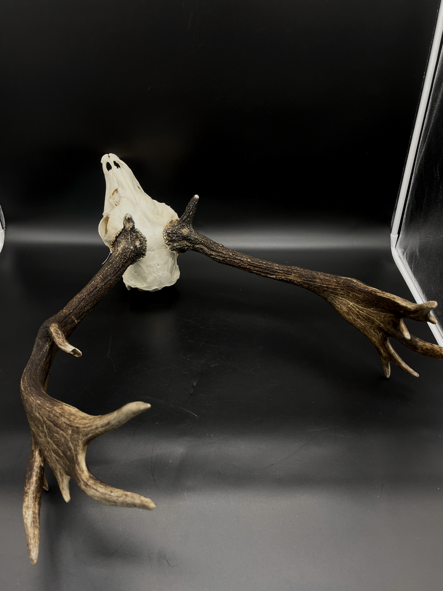 A- Grade Geriatric Fallow Buck Skull