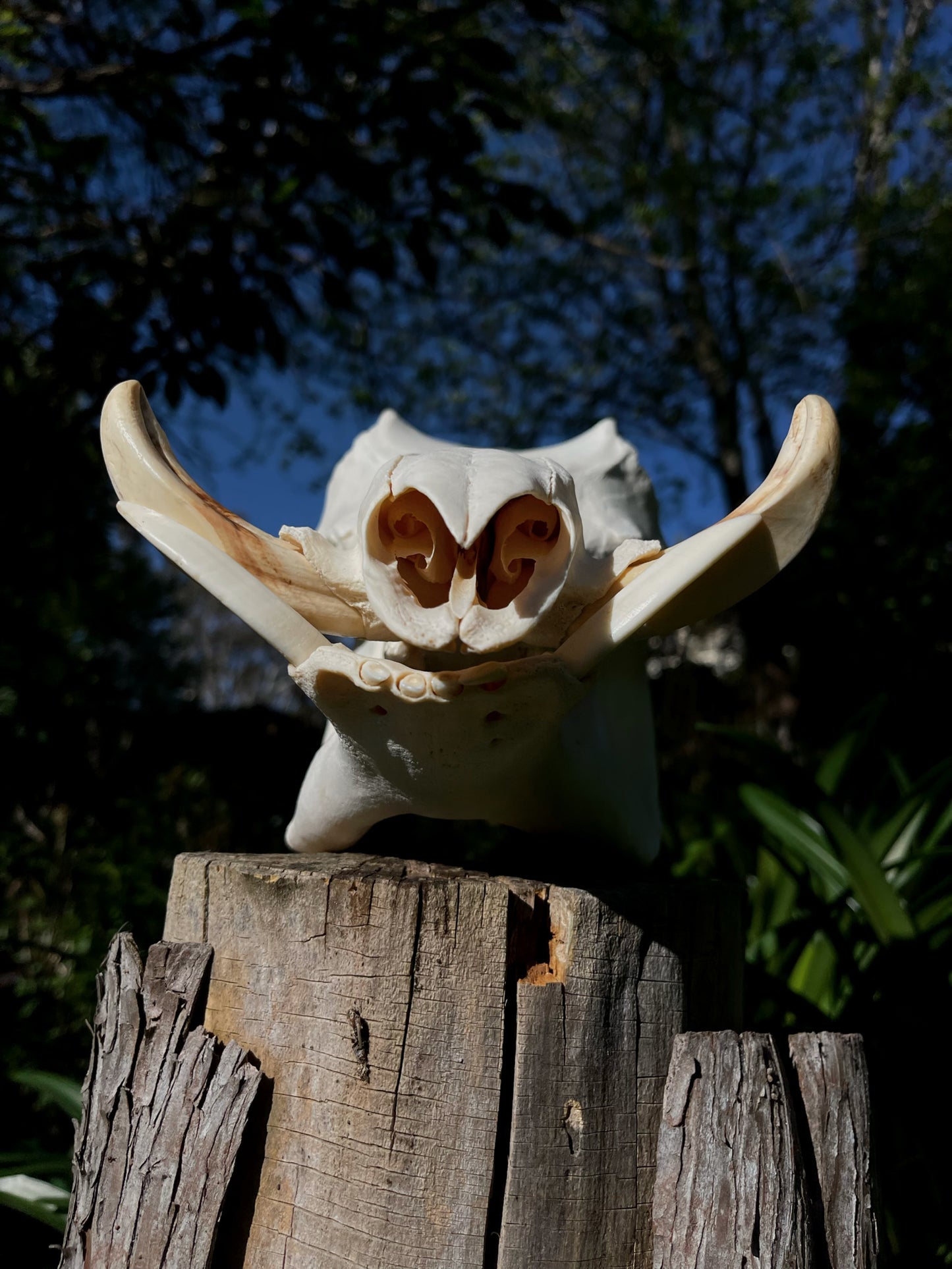 Warthog Skull (AFRICA)