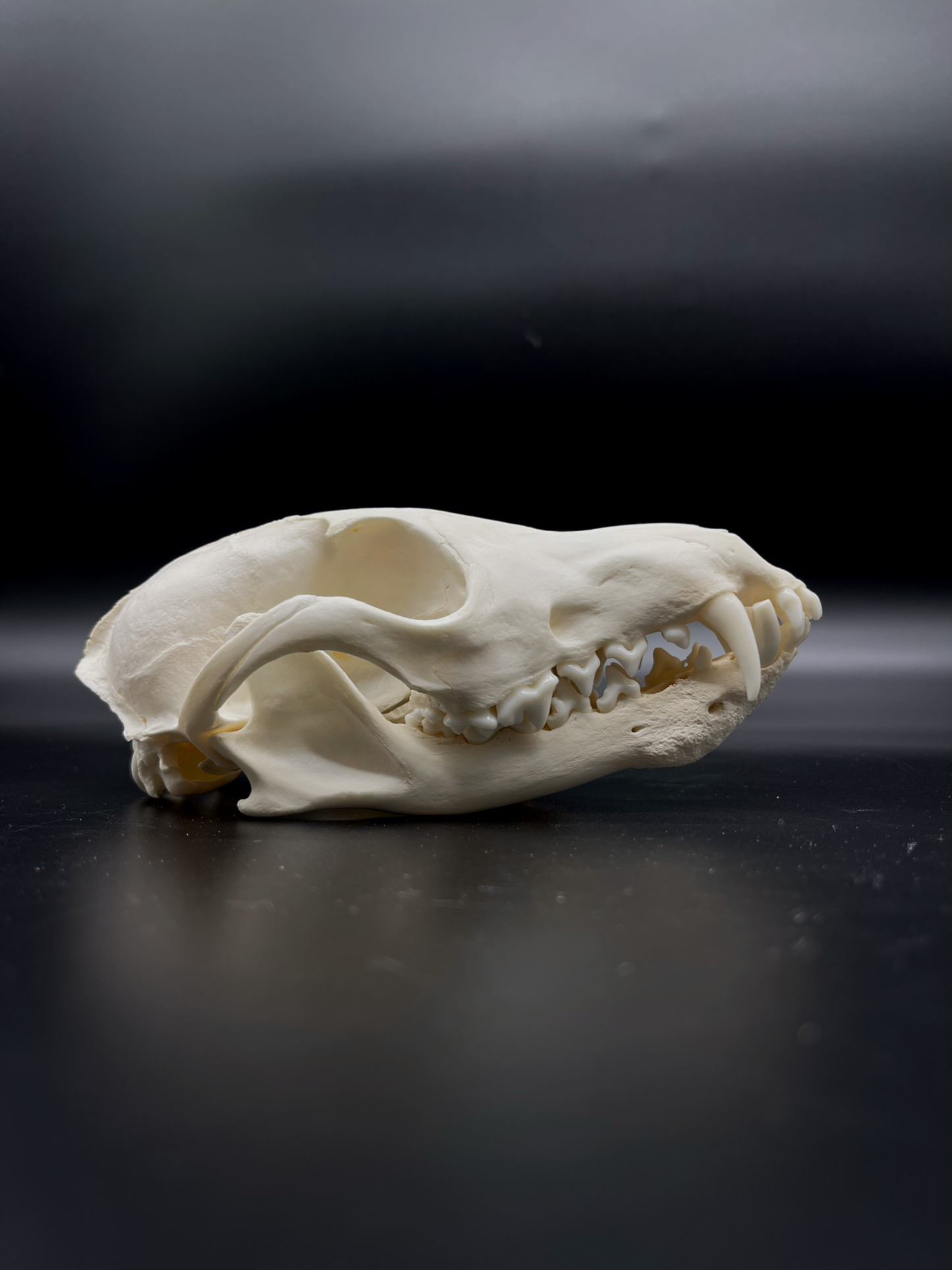Pathological Red Fox Skull