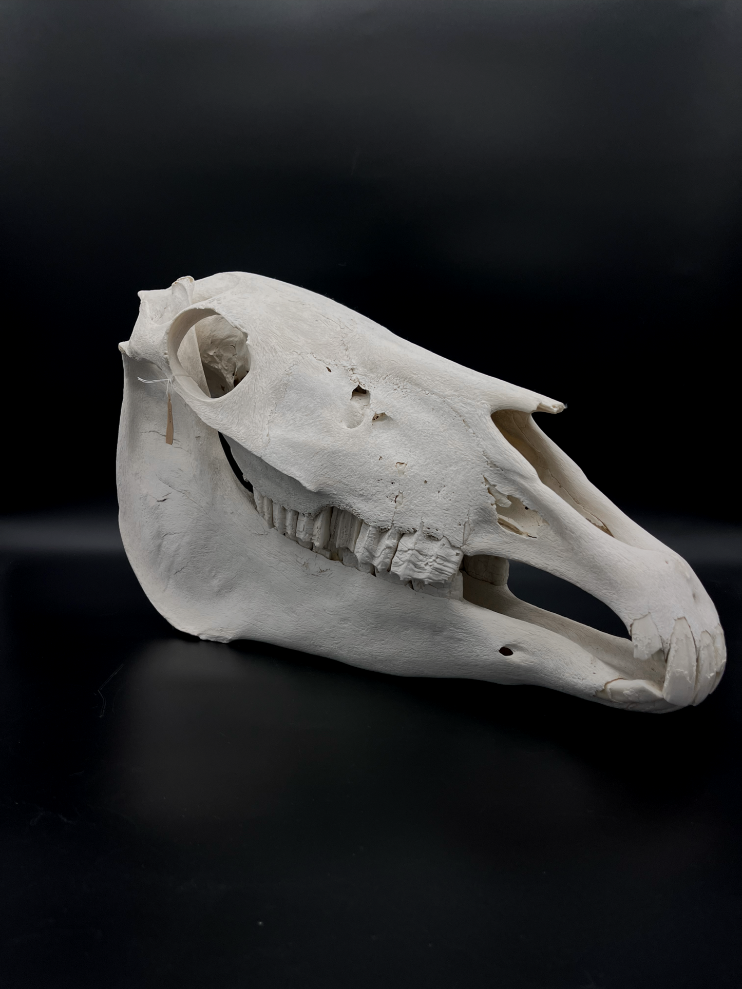 B Grade Pathological Horse Skull