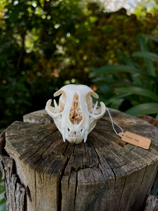 XL Feral Cat skull (B-Grade)