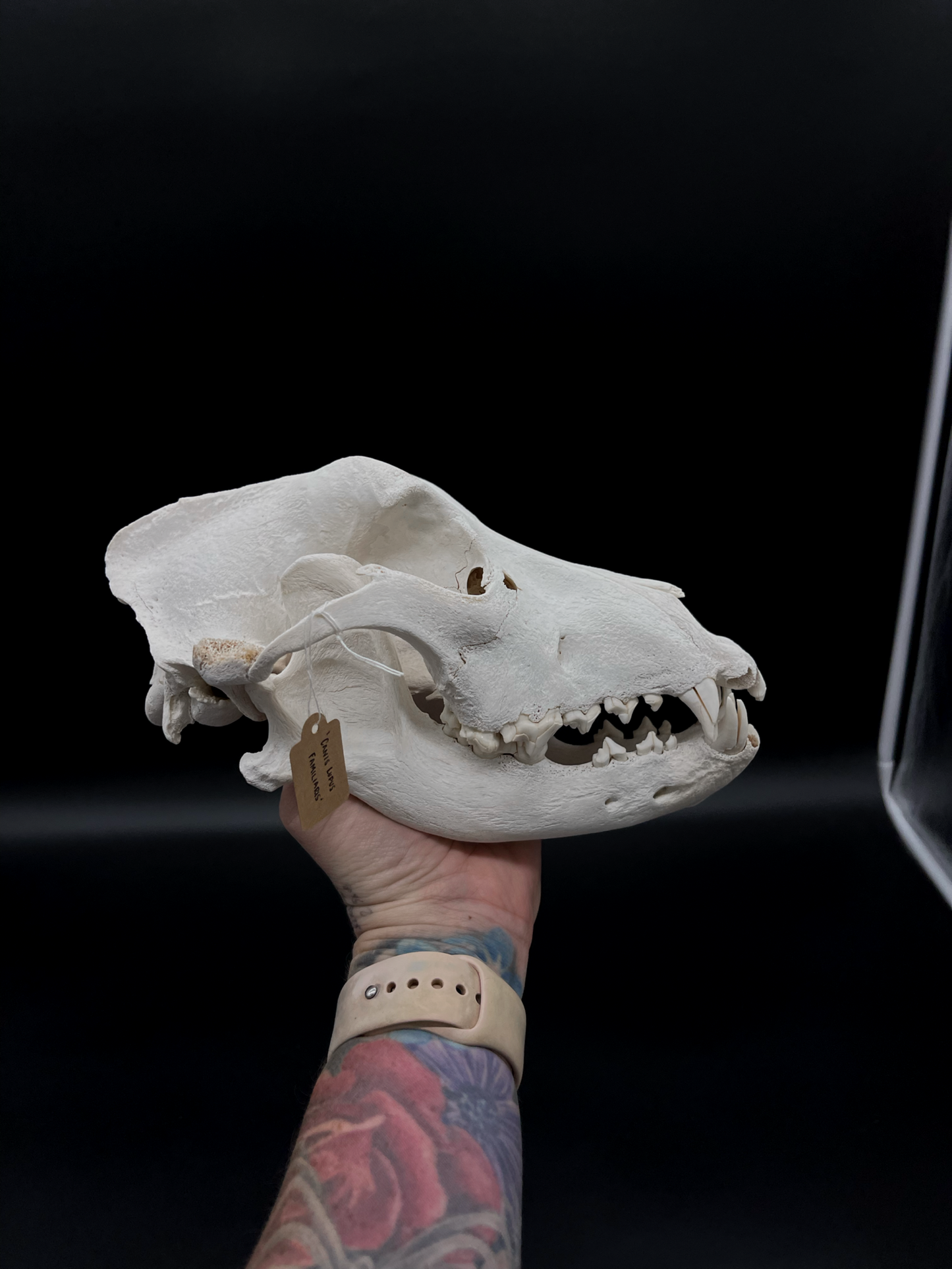 Craft Grade Irish Wolfhound Skull