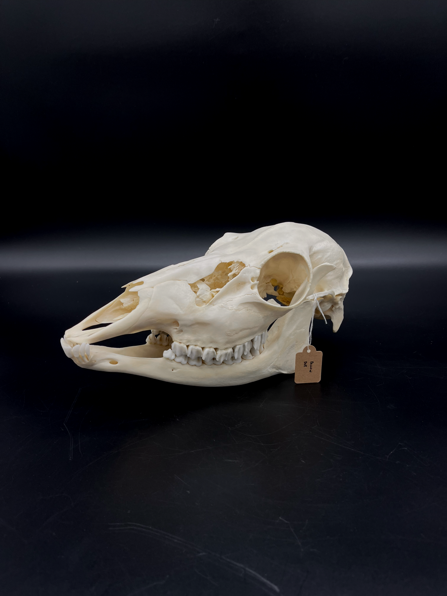 Craft Grade Fallow Doe skull w/ Mandibles