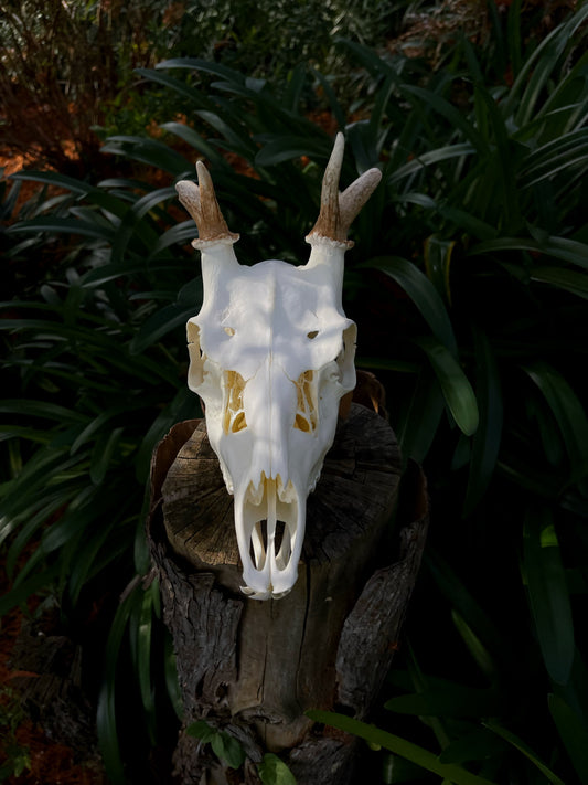 Fallow Buck Spiker