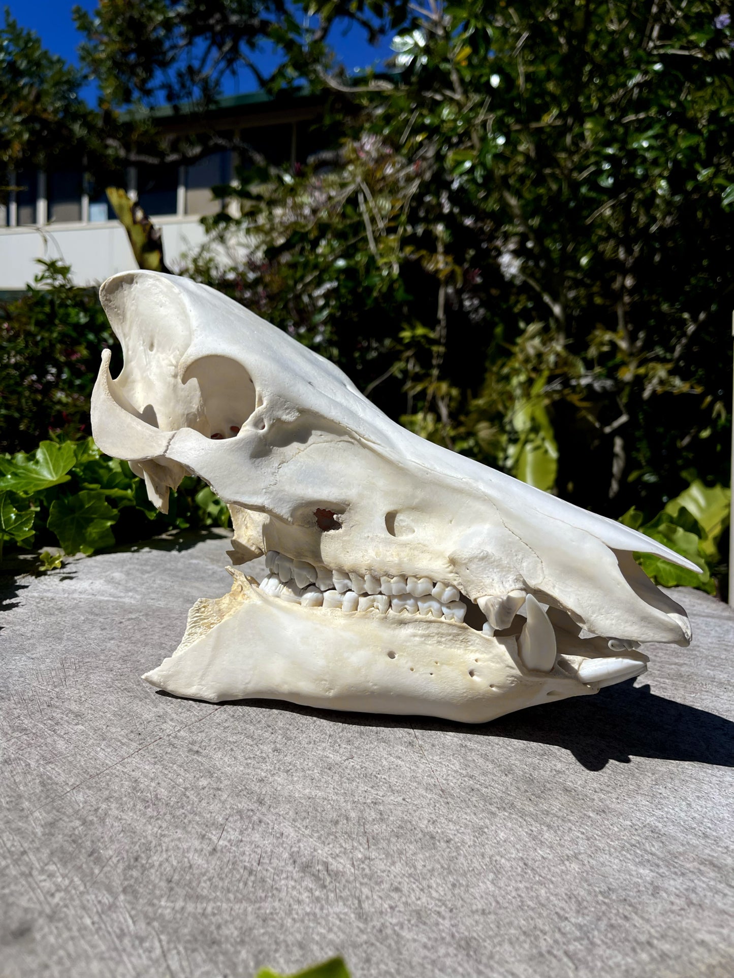 Craft Grade Wild Boar Skull