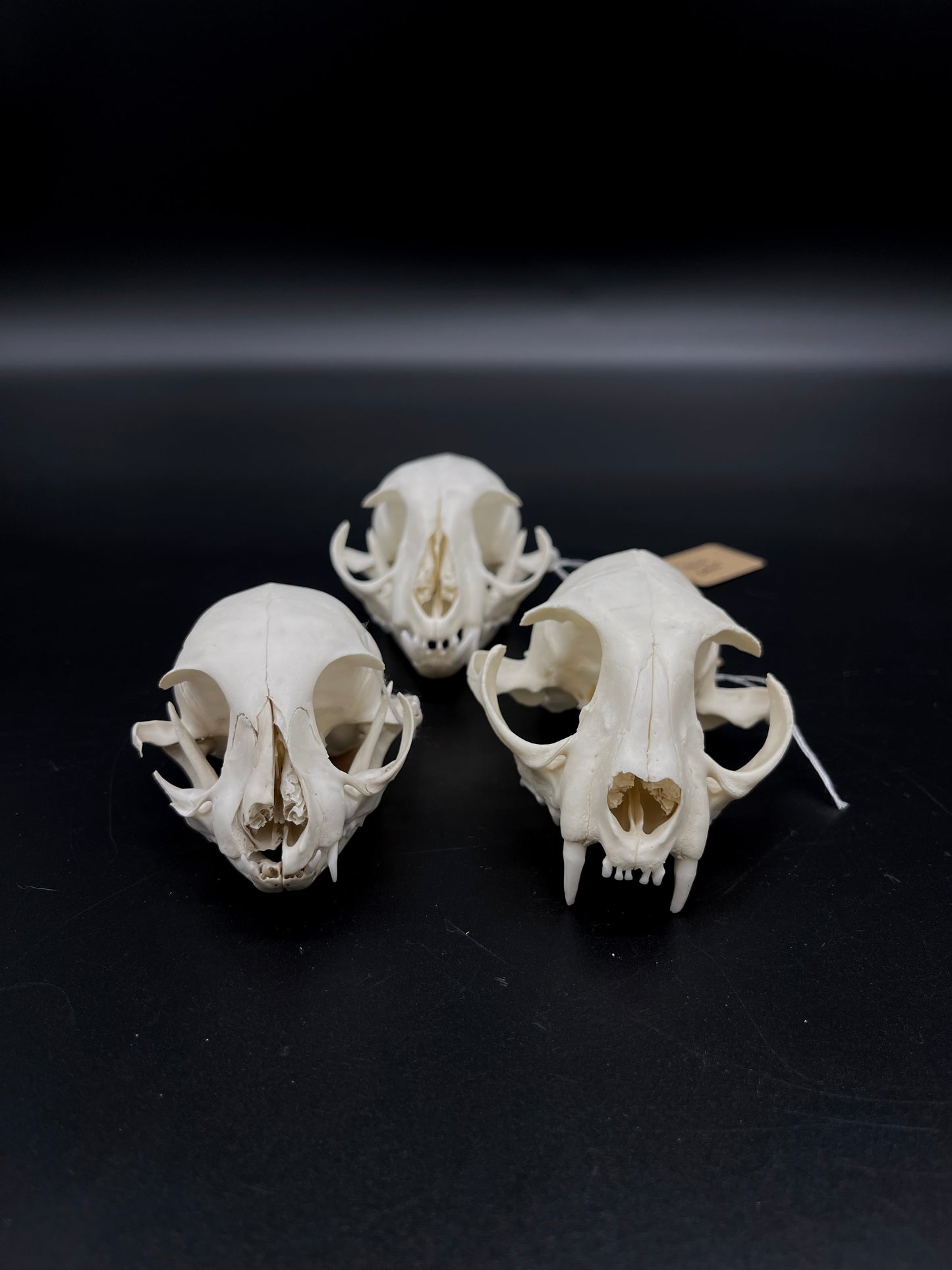Craft Grade Feral Cat Skull
