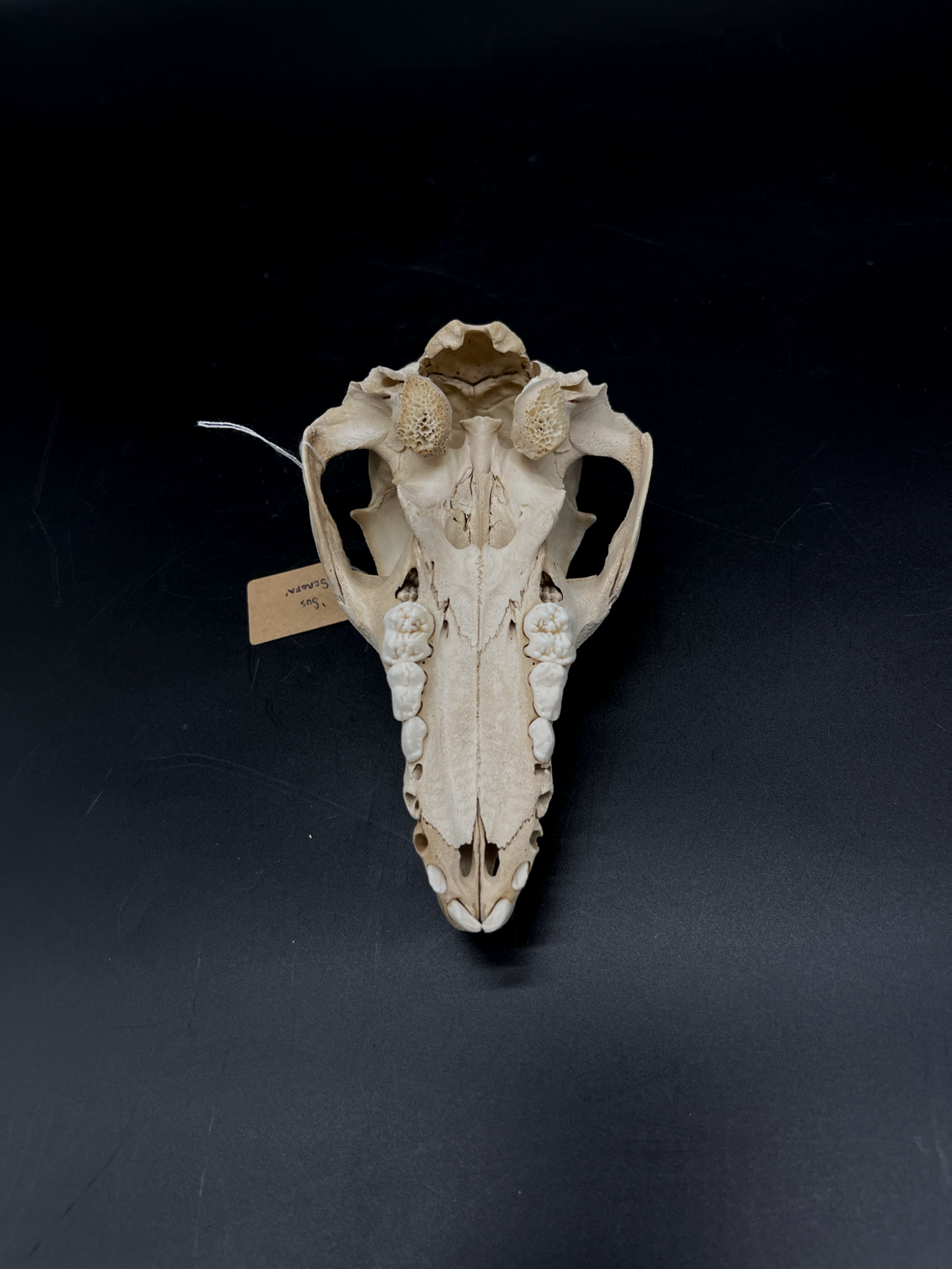 Craft Grade Feral Piglet Skull with Natural Patina
