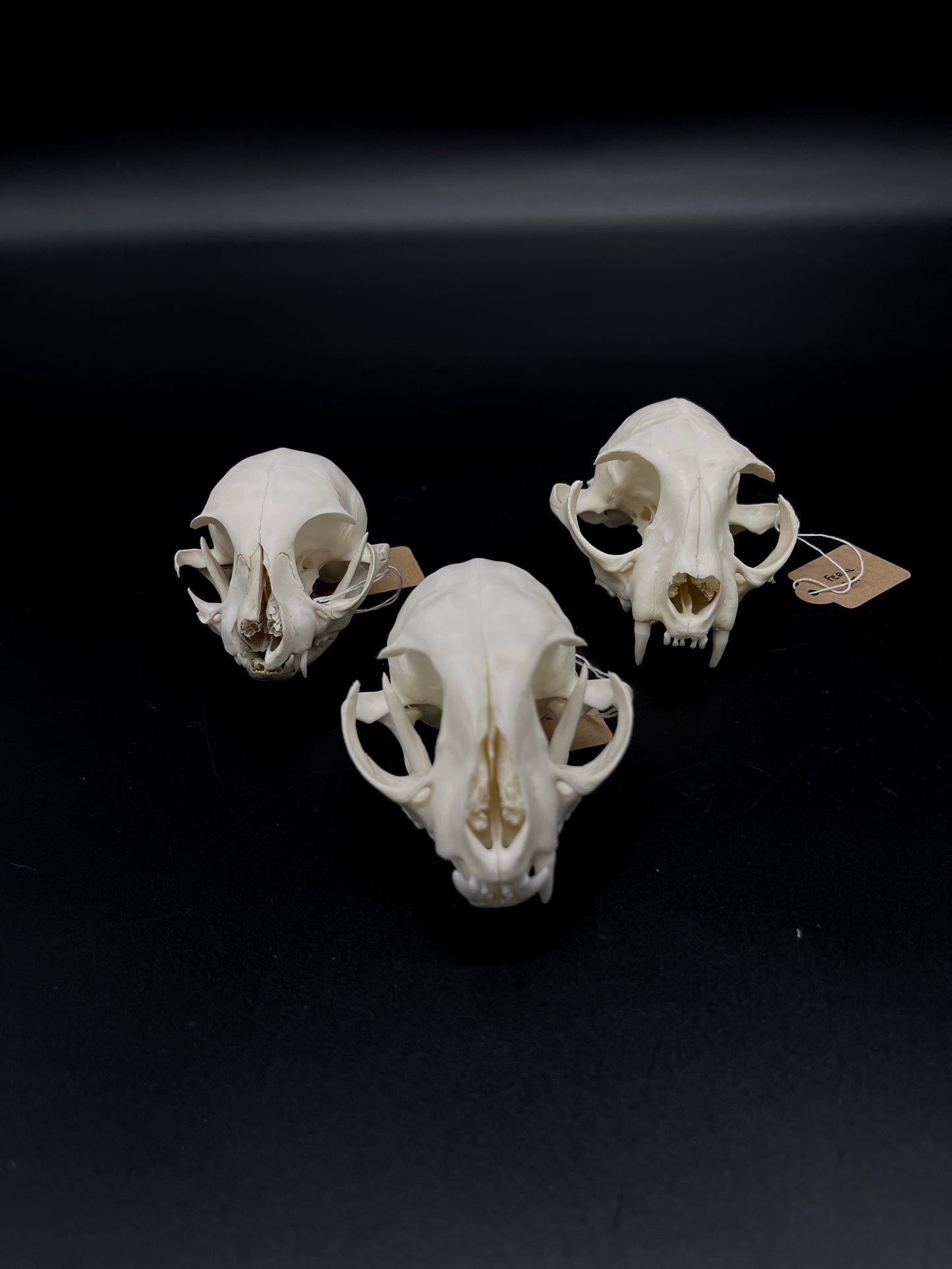 Craft Grade Feral Cat Skull