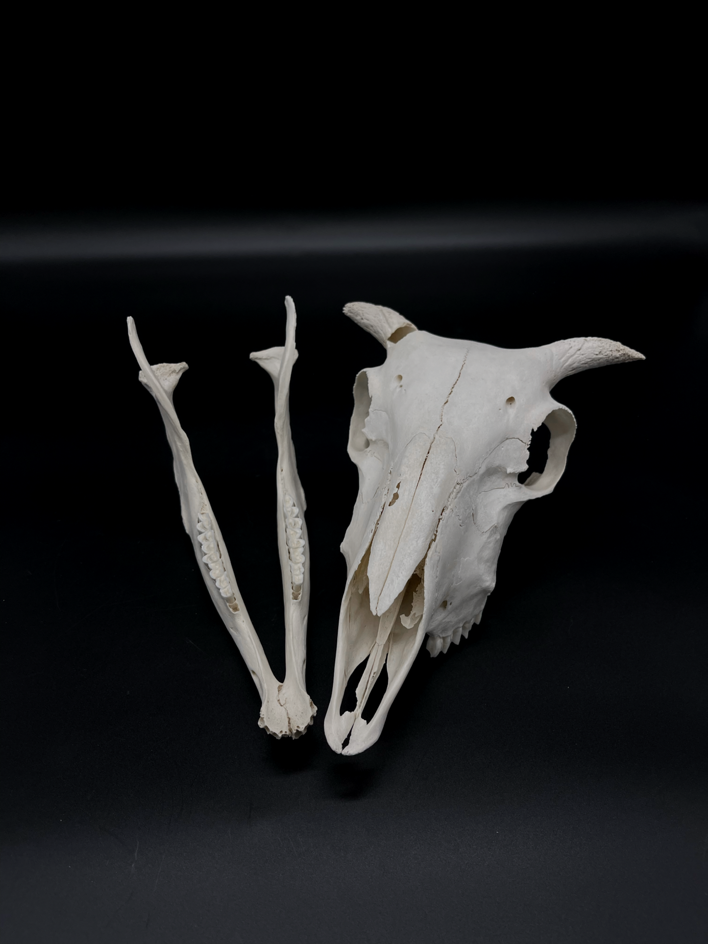 Craft Grade Merino Ewe Skull