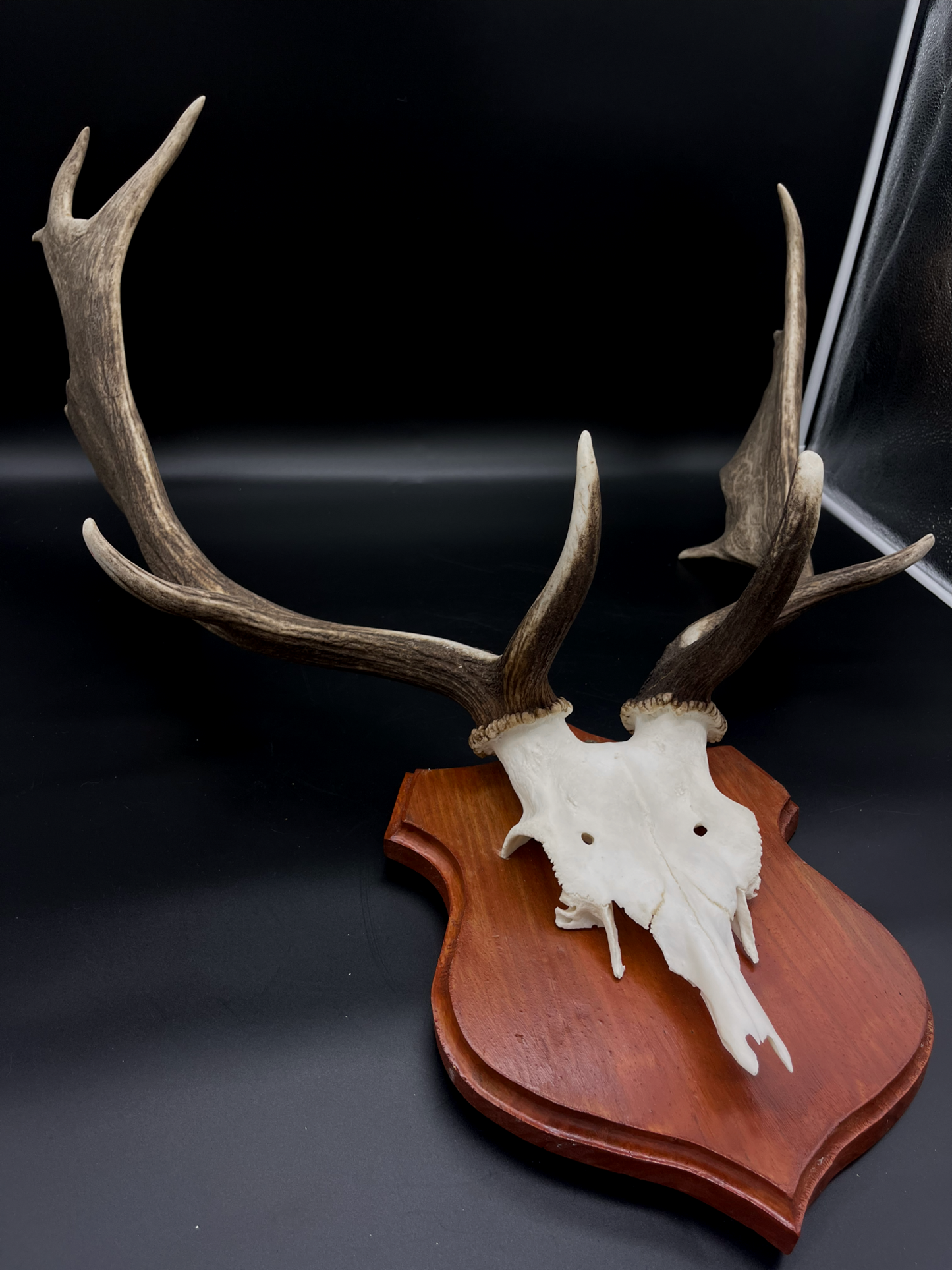 Fallow Buck half-skull cut European Mount