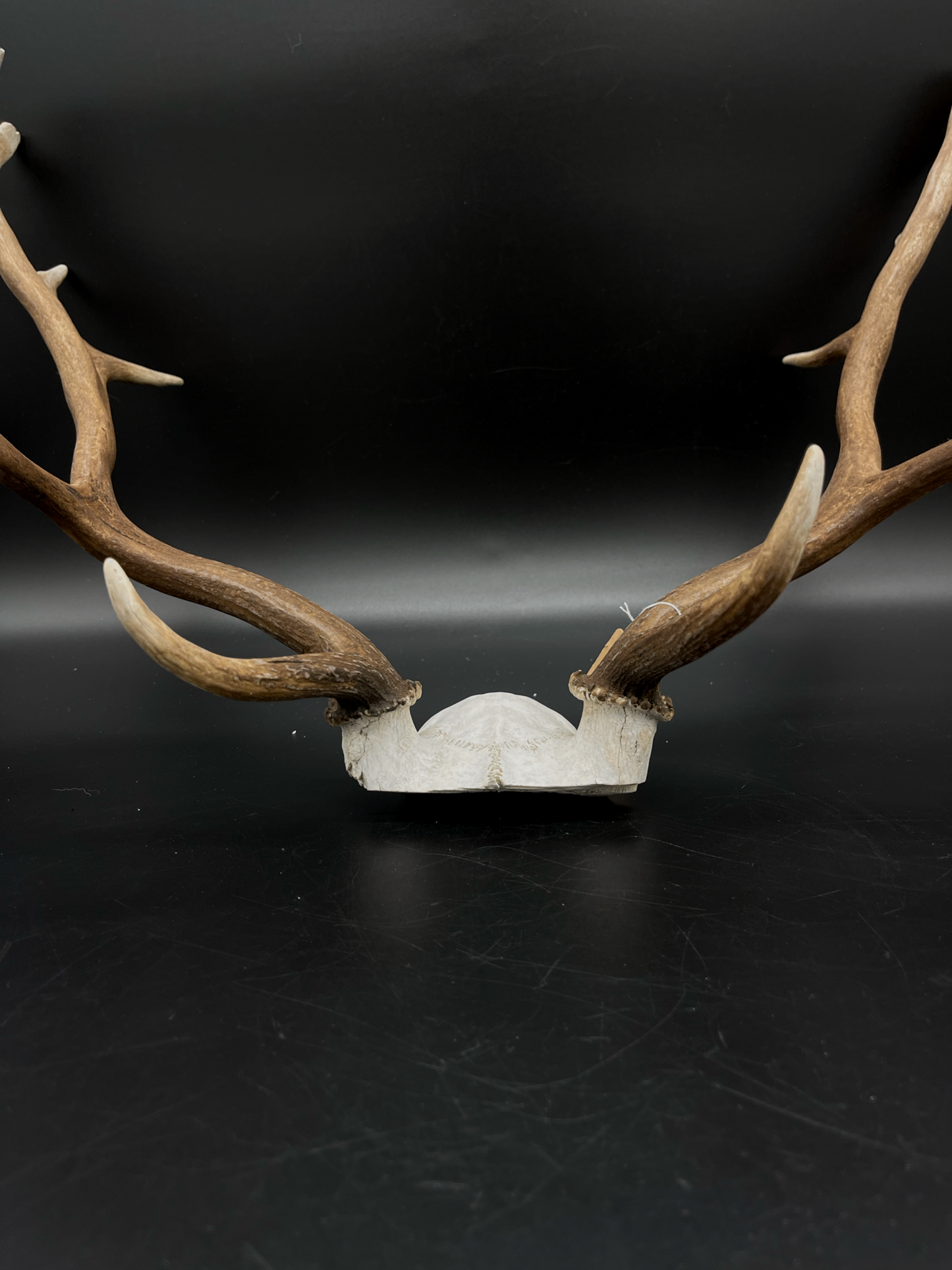 Craft Grade Fallow Buck Skull Cap