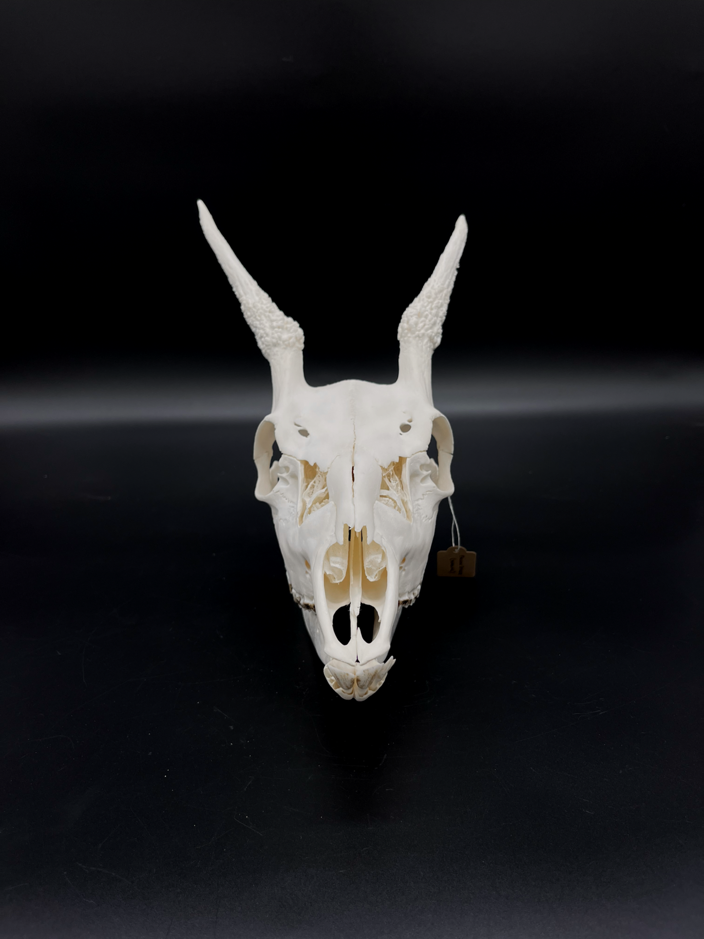 A+ Grade Fallow Spiker Skull With Mandibles