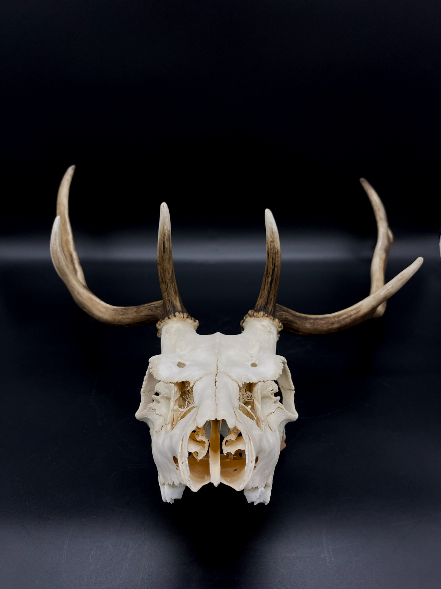 B Grade Fallow Buck Skull