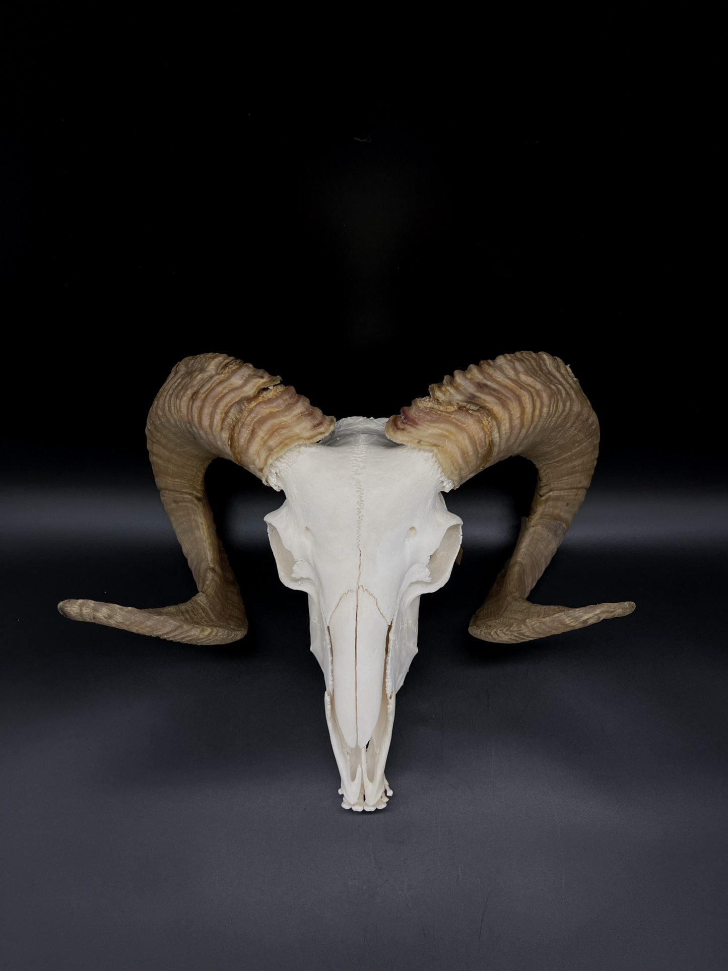 B Grade Merino Ram Skull with Mandibles