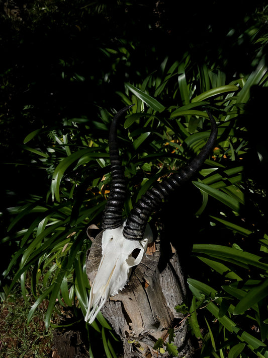 A Grade Springbok Ram Skull (AFRICA)