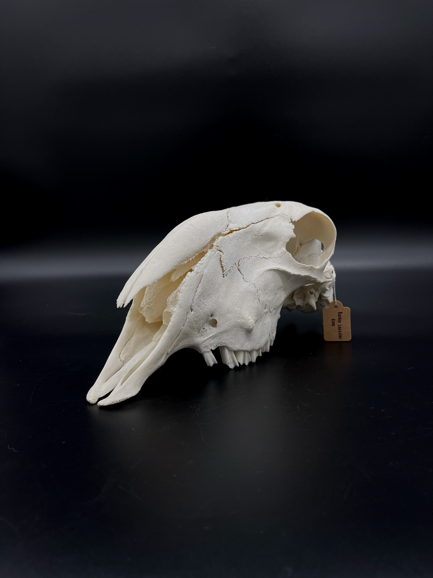 A- Grade Border Leicester Stud Ram Skull (Slight Wry Nose)