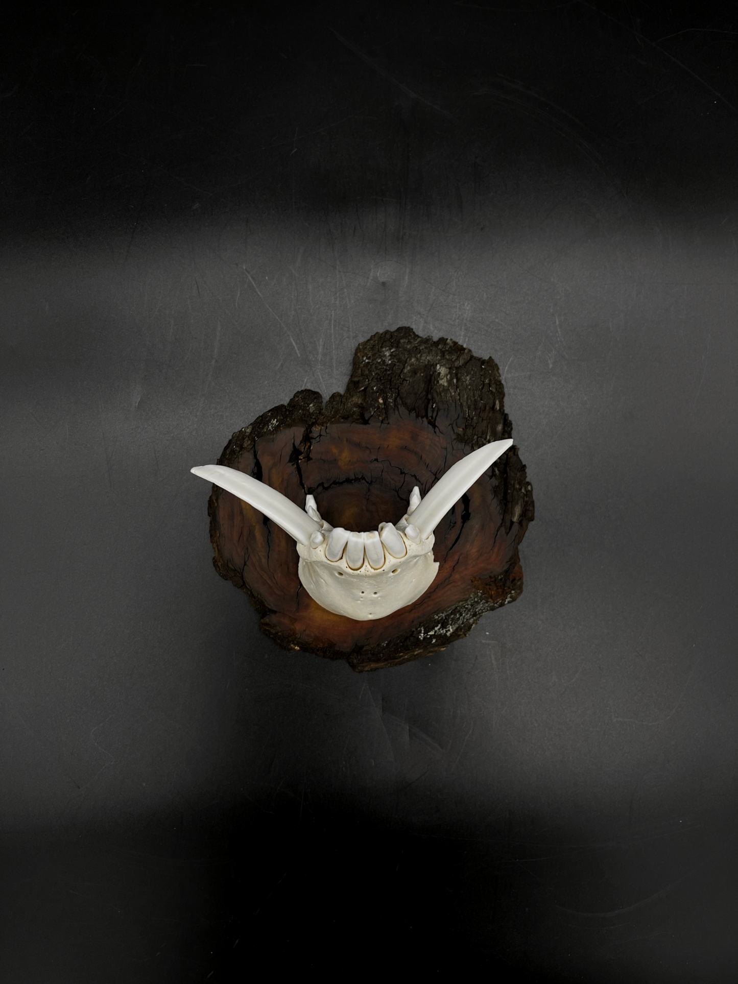 Wild Boar Tusks mounted on Hardwood Burl