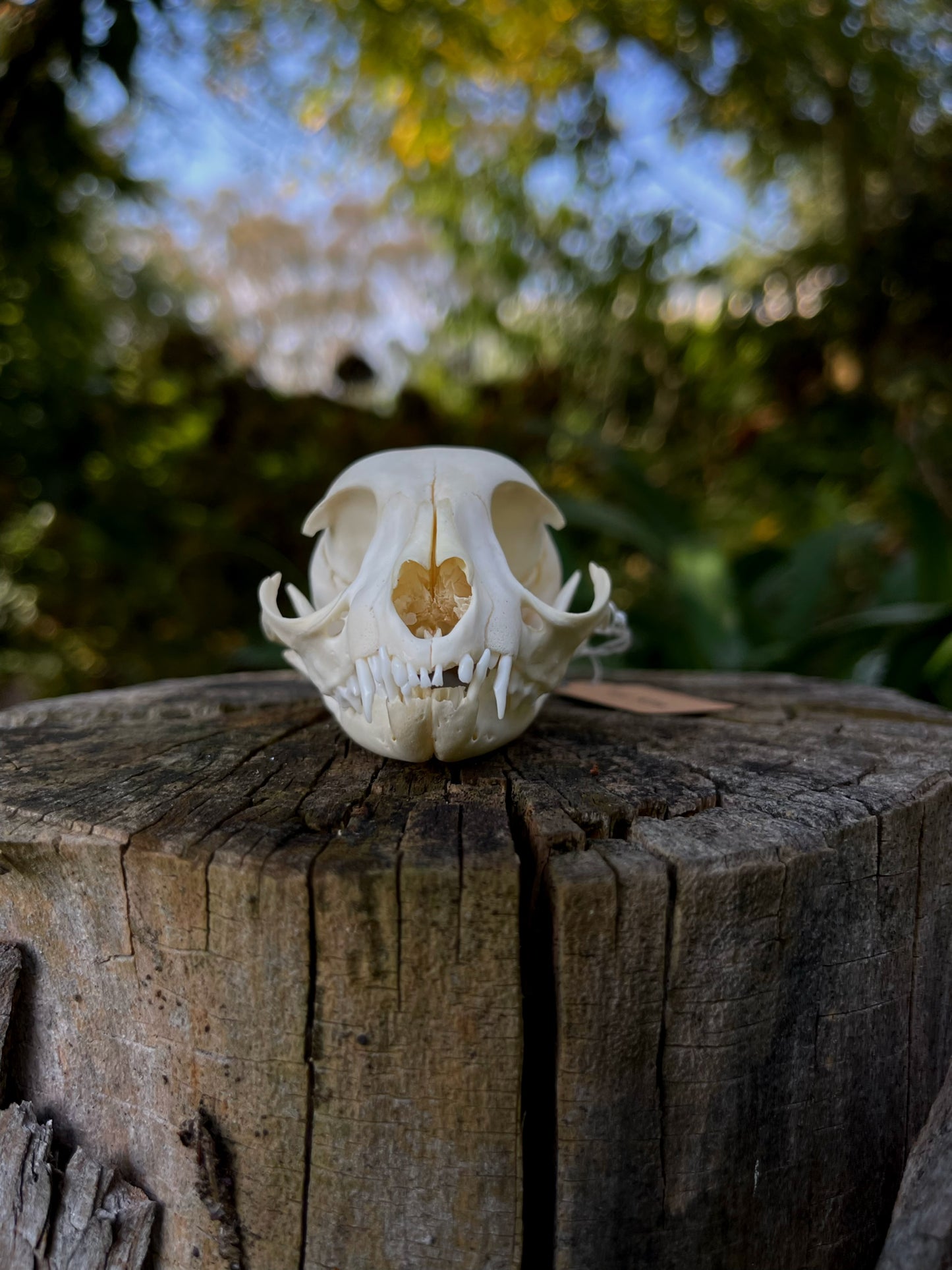 Feral Kitten Skull (B Grade)