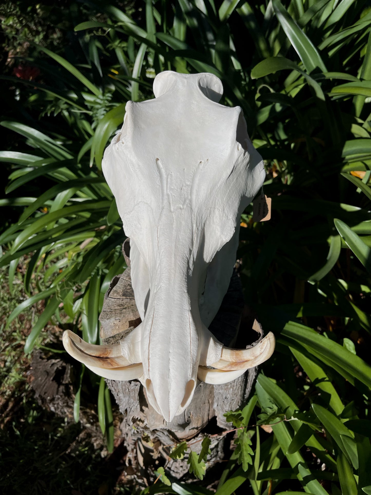 Warthog Skull (AFRICA)
