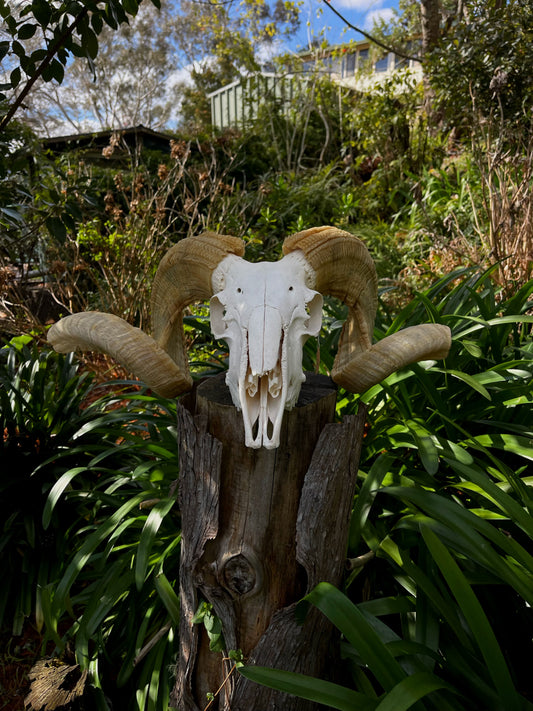 Australian Merino Ram Skull
