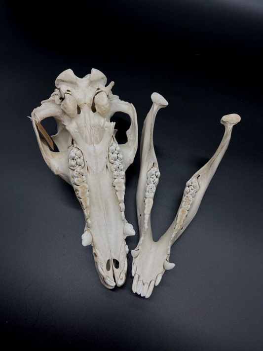 Feral Pig Skull (B Grade)