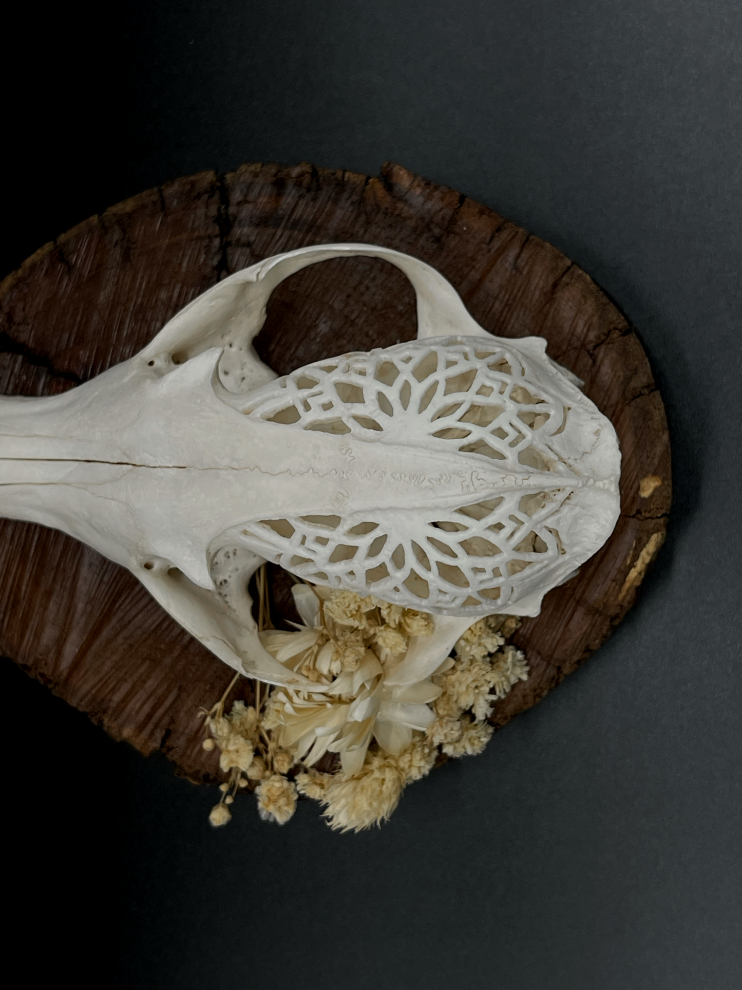 Hand-Carved Mandala Fox Skull