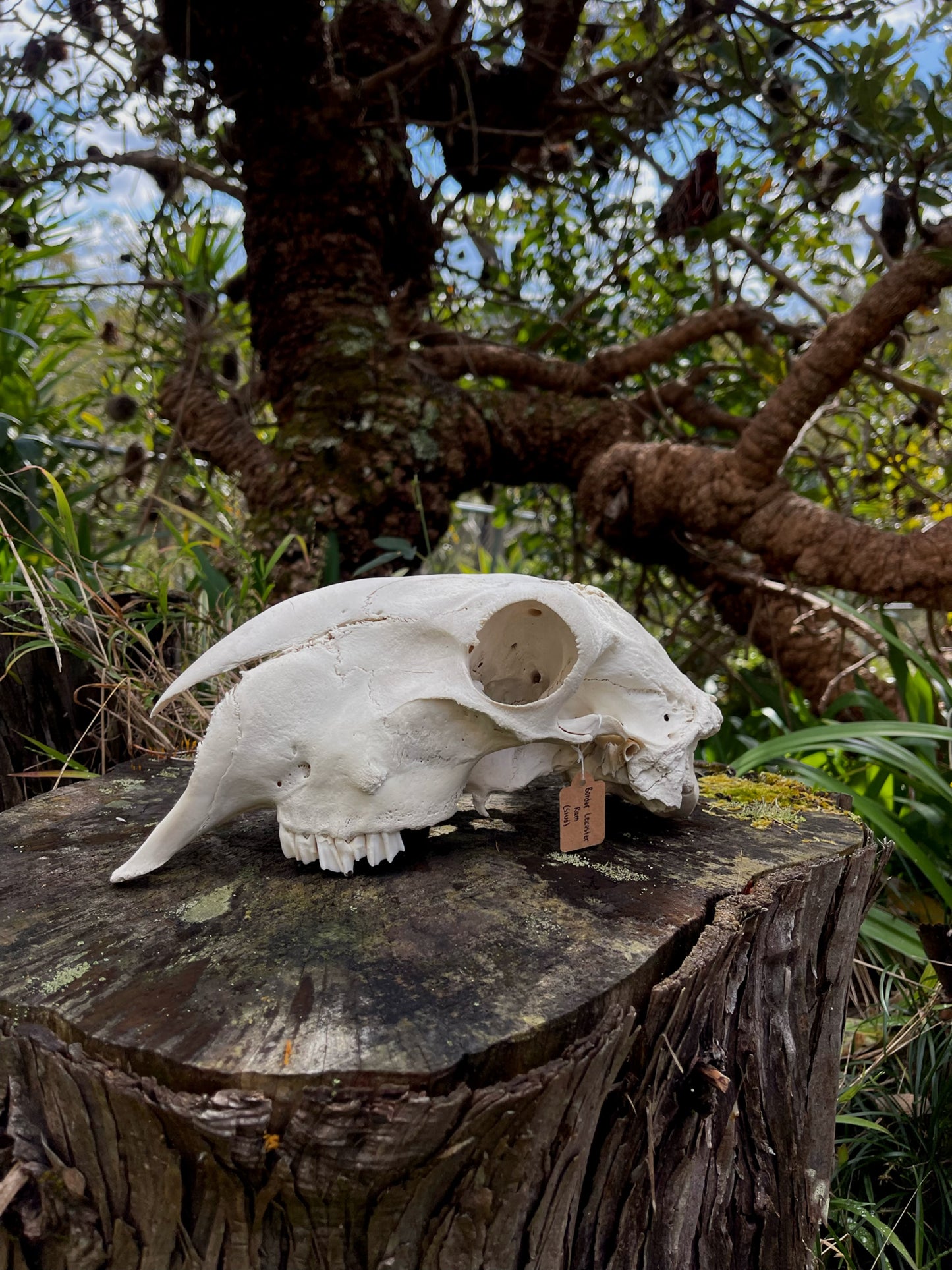 Border Leicester Stud Ram Skull #1