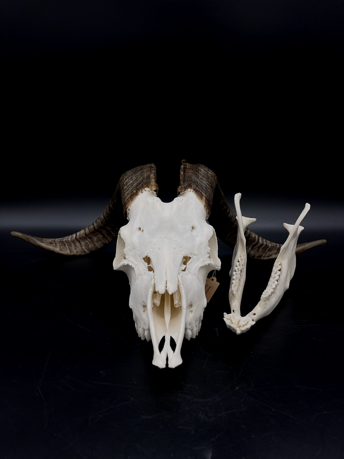 A+ Grade Rangeland (with Angora genetics) Billy Goat Skull + Mandibles