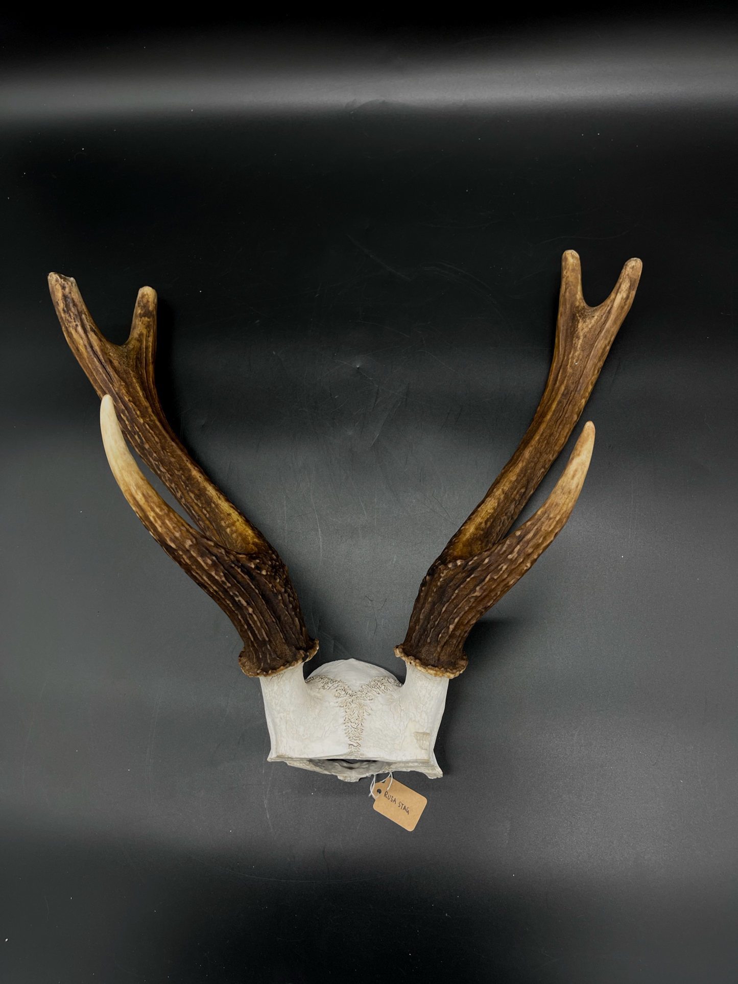 B Grade Rusa Stag Skull Cap