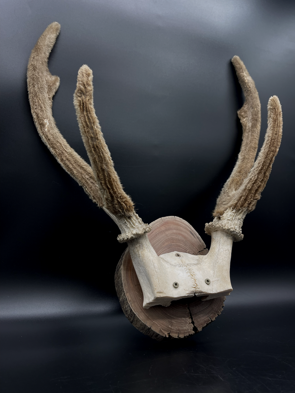 Craft Grade Sambar velvet Antlers mounted on Red Gum