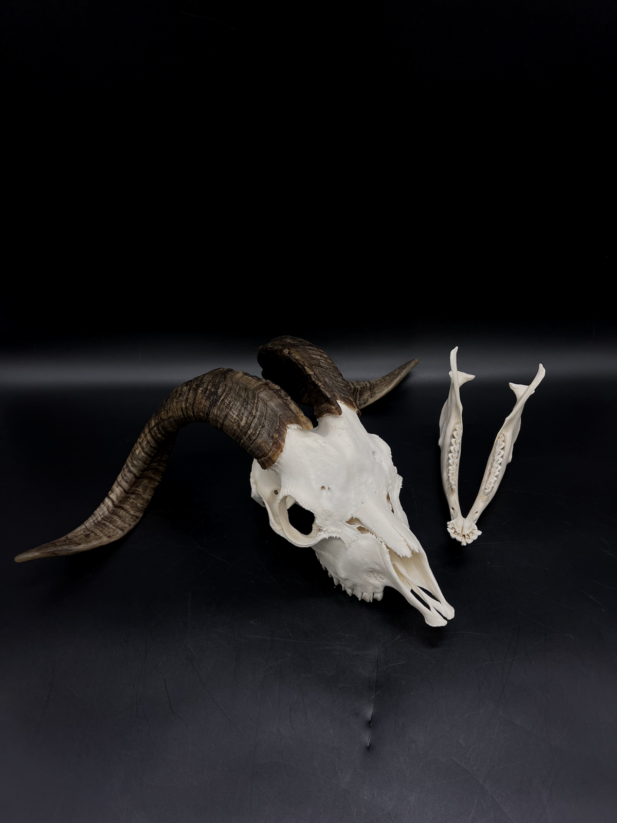 A+ Grade Rangeland (with Angora genetics) Billy Goat Skull + Mandibles