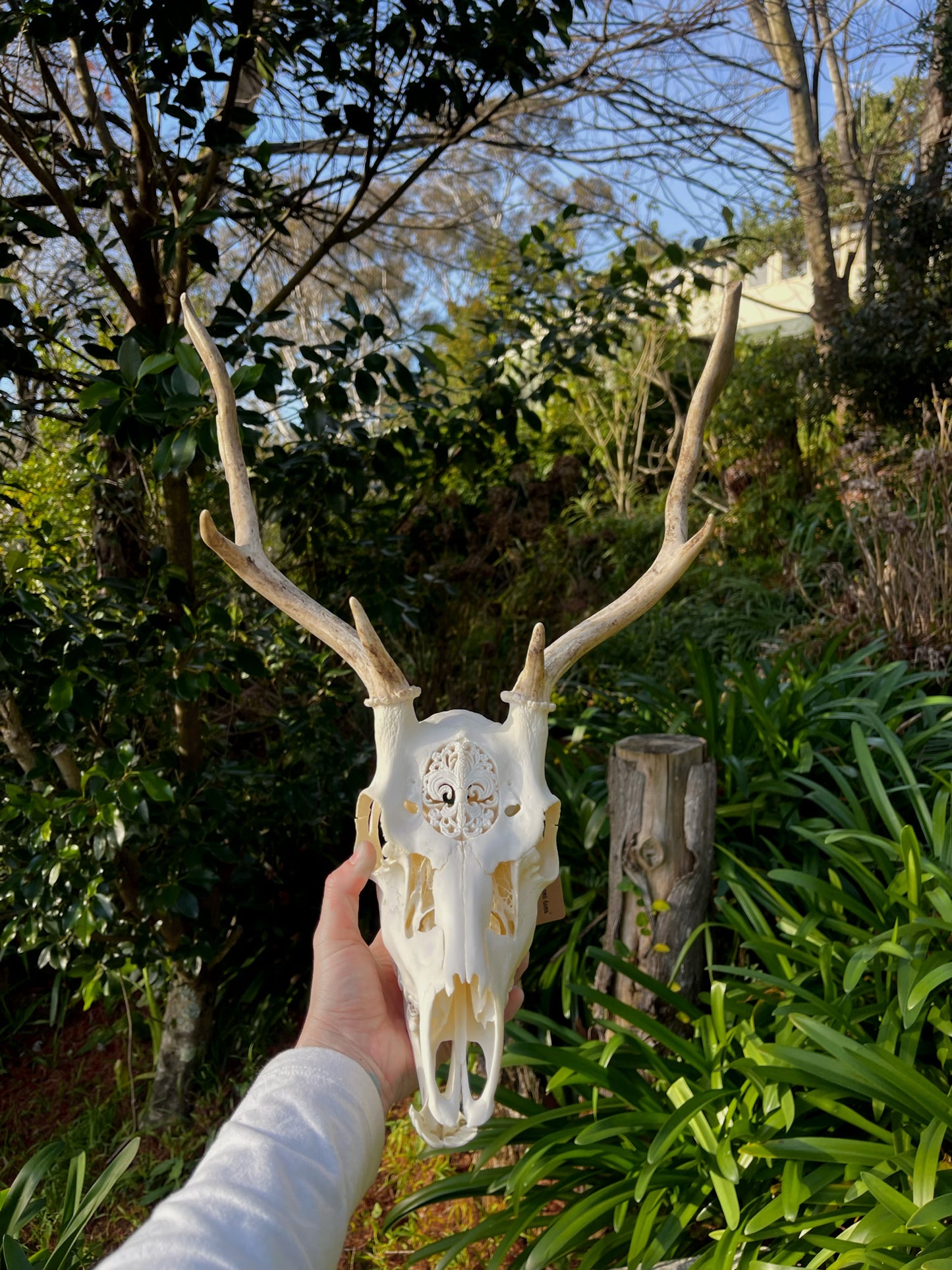 Ornately carved young Fallow Buck
