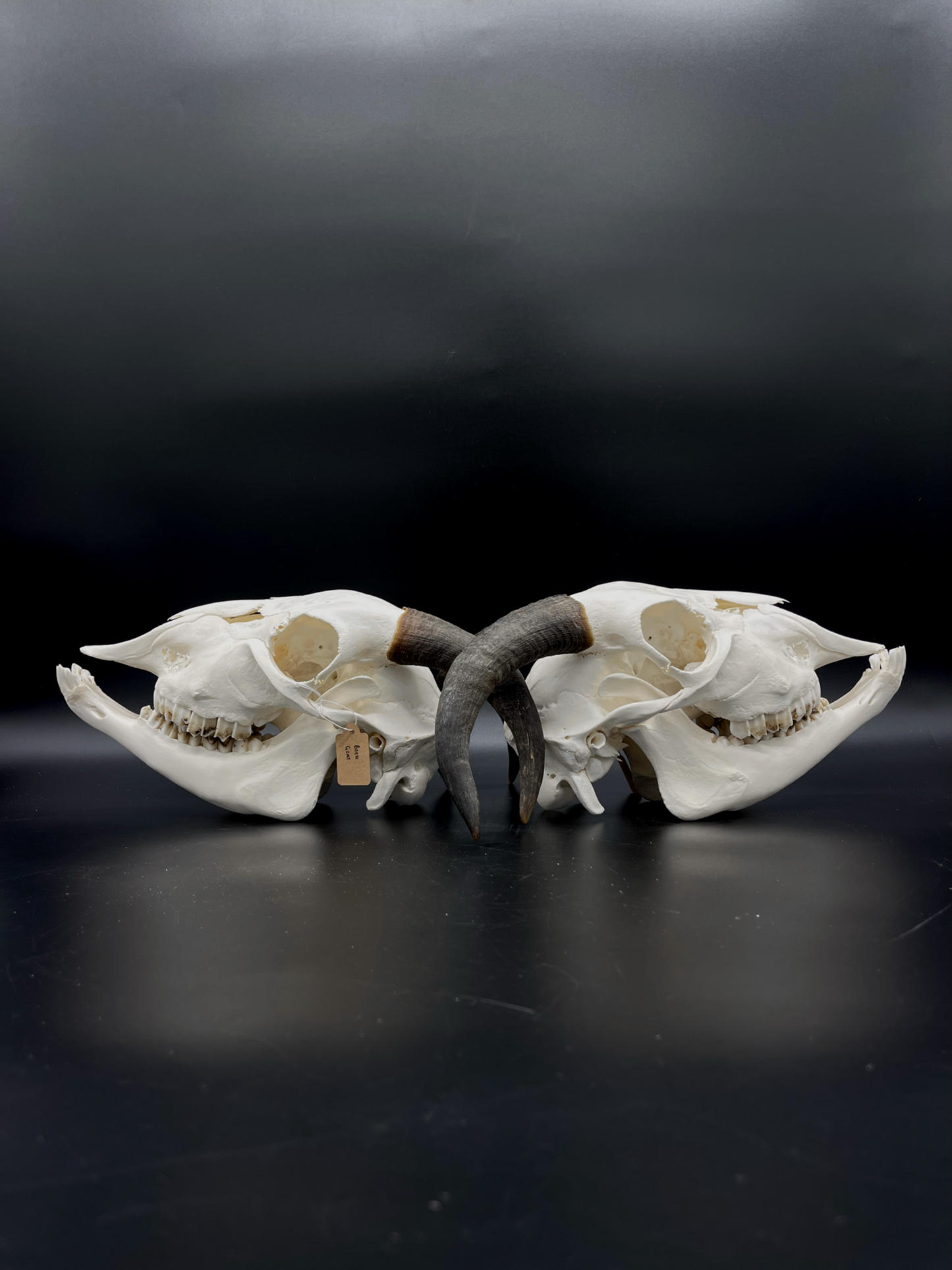 A- Juvenile Boer Goat Skull with Mandibles
