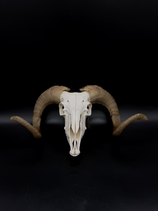 B Grade Merino Ram skull with Mandibles