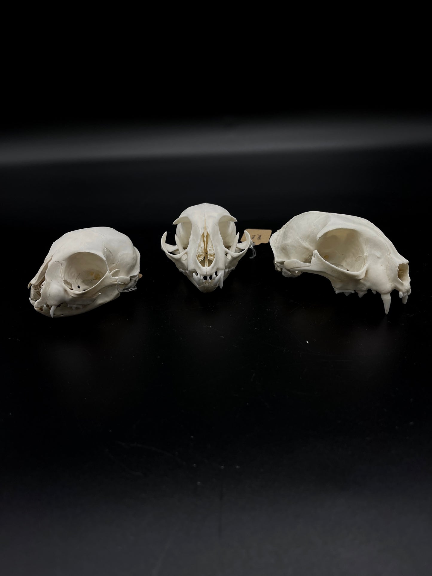 Craft Grade Feral Cat Skull