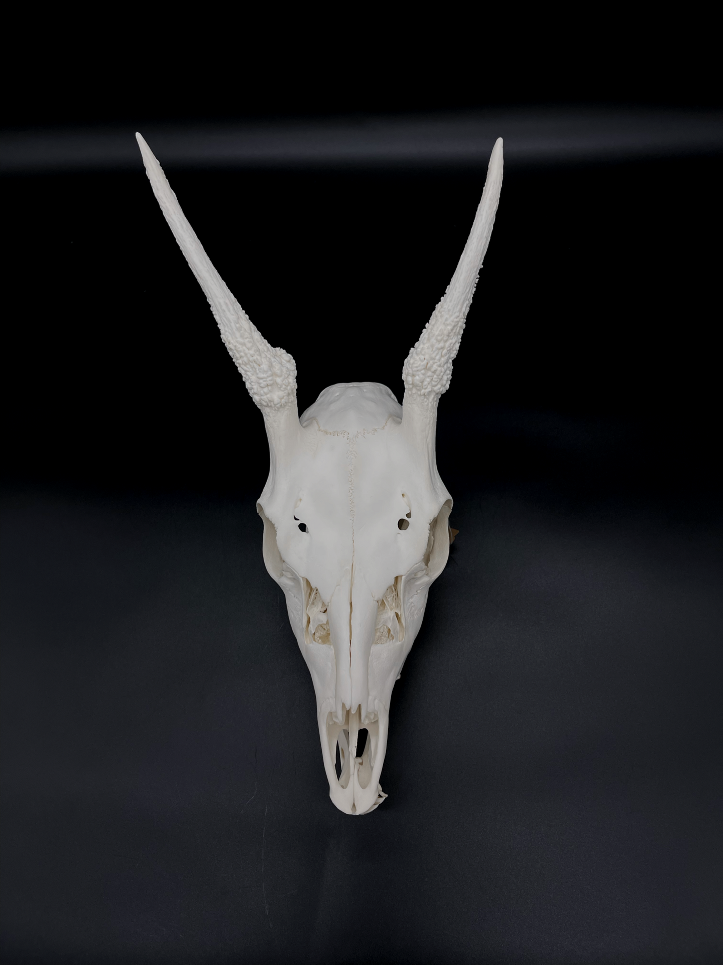 A+ Grade Fallow Spiker Skull With Mandibles