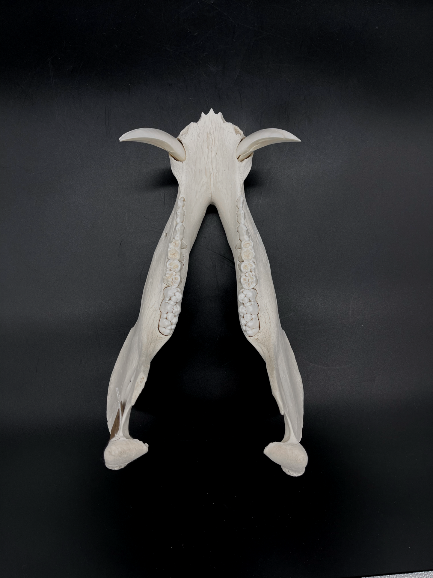 Craft Grade Wild Boar Tusks/Mandibles
