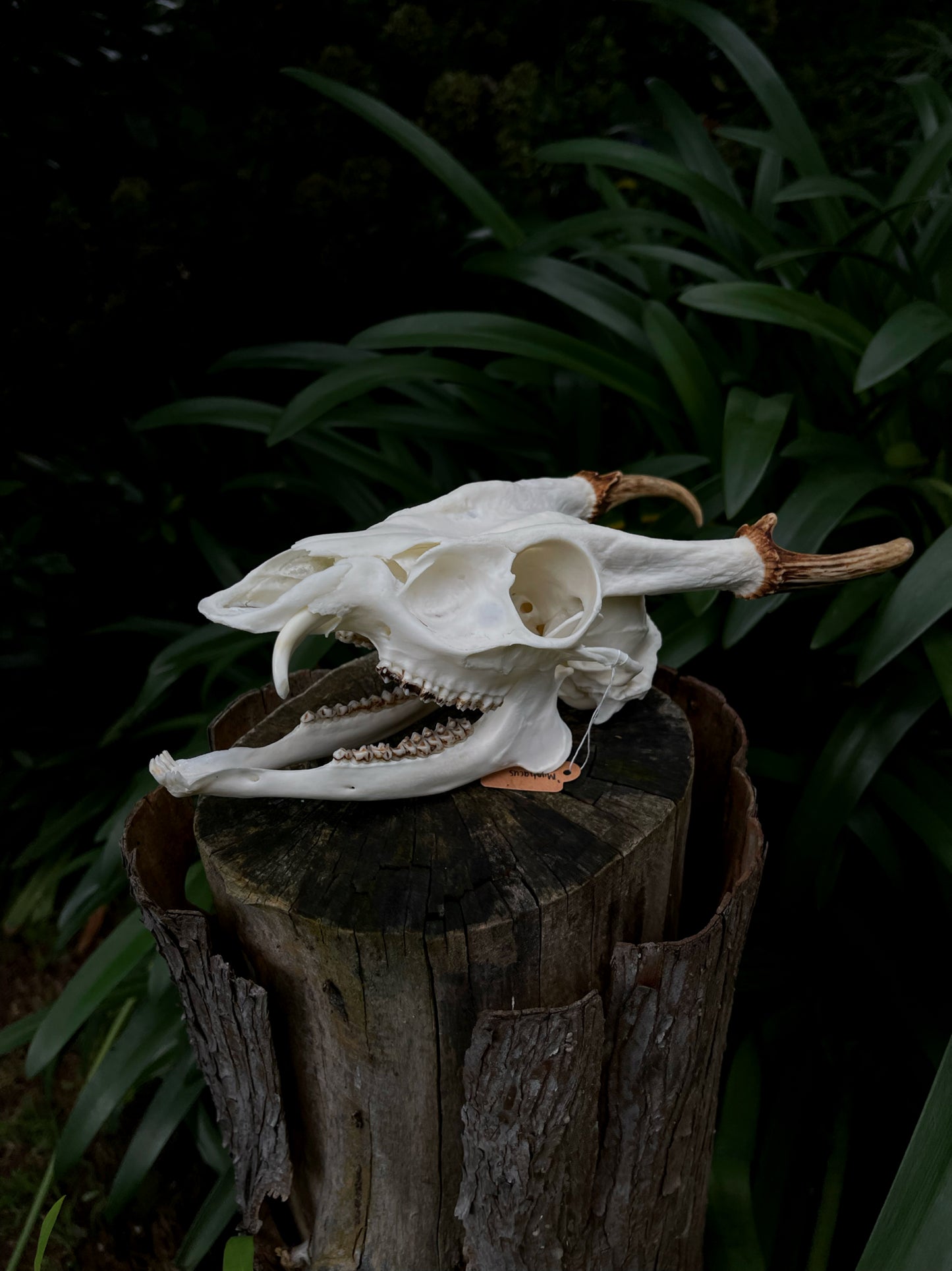Reeves’s Muntjac Skull (UK)