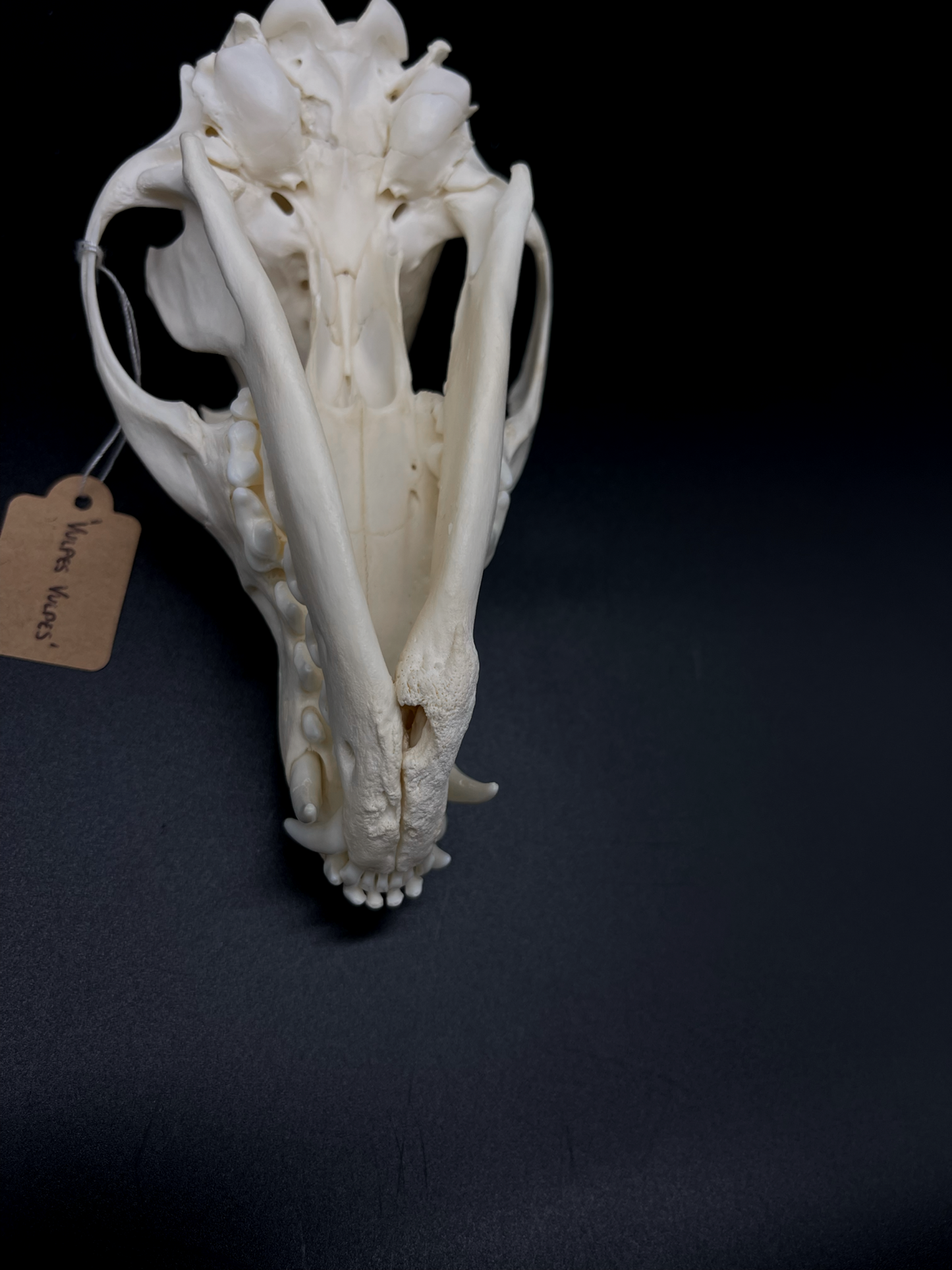 Pathological Red Fox Skull