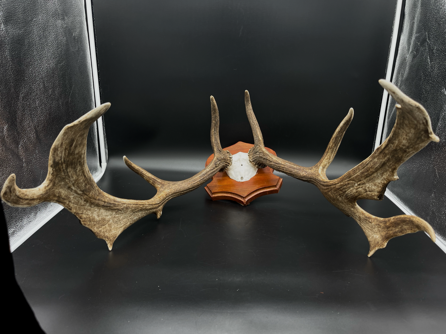 Fallow Buck Skull Cap European Mount